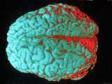 Human Brain Red and Blue Photographic Print