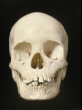 Medial View Human Skull Photographic Print