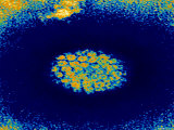 Human Papilloma Virus Color Tem Photographic Print