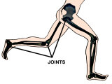 Joints Involved in Running Hip Knee Ankle Photographic Print