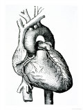 Human Heart Reproduction procédé giclée