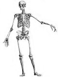 Historical Skeleton Skeleton Medial View Photographic Print