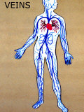 Body Veins Clear Pulmonary and Systemic Photographic Print