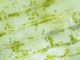 Elodea Aquatic Plant X250 Chloroplasts Visible Photographic Print