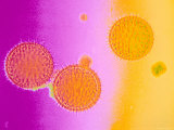 Pollen Light Micrograph Pseudocolored Photographic Print