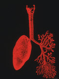 Lungs Red on Black Background Photographic Print