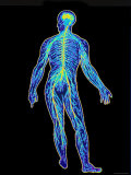 Whole Body Nervous System Photographic Print