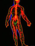 Nervous System, Full Body Central Nervous System Photographie