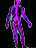 Full Body Nervous System Medical Photographic Print