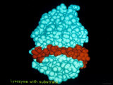 Bacteriophage T4 Lysozyme with Substrate Photographic Print