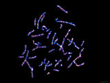 Human Chromosomes Lámina fotográfica Human Chromosomes Lámina fotográfica