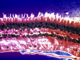 Retina of the Eye Micrograph Photographie