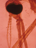 Anopheles Mosquito on Red Background Photographic Print