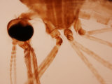 Micrograph Anopheles Mosquito Malaria Vector Photographic Print