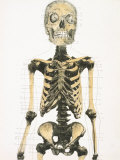 Historical Skeleton Skeleton Male 38 Year Old Photographic Print