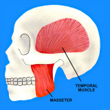 Muscles the Move the Jaw Mastication Photographic Print