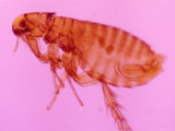 Photomicrograph of Flea Parasite , Insect Photographic Print