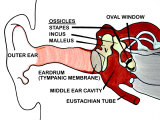 Bones of Ear Malleus Incus Staples Photographic Print