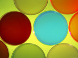 Multicolored Culture Media in Petri Dishes Photographic Print