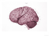 Convolutions Left Hemisphere of Brain Giclee Print