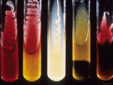 Test Tubes Filled with Substances Photographic Print