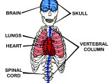 Skeleton Protects Vital Organs Skull Rib Photographic Print