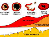 Menstrual Cycle Ovum Fsh Lh Estrogen Follicle Photographic Print