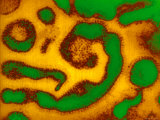 Symptoms of the Common Cold Syndrome are Caused by over Two Hundred Different Viruses Photographic Print