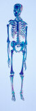 Skeleton Color Image Photographic Print