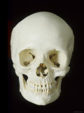 Human Skeleton Skull, Front View Photographic Print