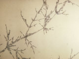 Candida Krusei Pseudohyphae Photographic Print