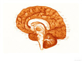 Convolutions Right Hemisphere of Brain Giclee Print