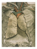 Lung Heart Chest Cavity Cutaway Giclee Print