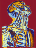 Upper Body Anatomy Photographic Print
