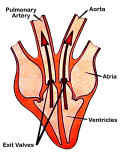 Ventricular Emptying Cardiac Cycle Photographic Print