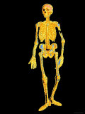 Skeleton Photographic Print