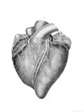 Heart Historical Anatomy Giclée-Druck