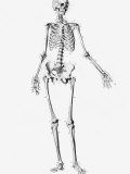 Historical Skeleton Female Skeleton Anterior Photographic Print