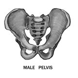 Male Pelvis Labeled Photographic Print