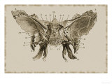 Cerebral Surface Sphenoid Bone Giclee Print