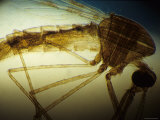 Anopheles Mosquito Yellow Background Photographic Print