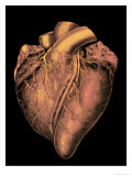 Heart Historic Cardiac Colorized Giclee Print