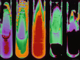 Five Test Tubes in Color Photographic Print