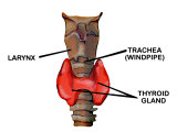 Thyroid Gland Location Anterior Graphics Labeled Photographic Print