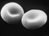 Two Red Blood Cells Sem, Erythrocytes Fotografie-Druck