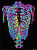 Human Rib Cage Fotografie-Druck