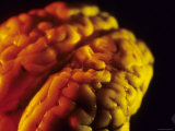 Mammalian Brain Optical Coloring Photographic Print