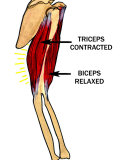 Biceps Relaxed, Triceps Contracted Photographic Print