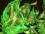 Neurons Human Brain Cognition Synapse Fotografie-Druck