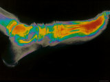 Normal Foot X-Ray Photographic Print Normal Foot X-Ray Photographic Print